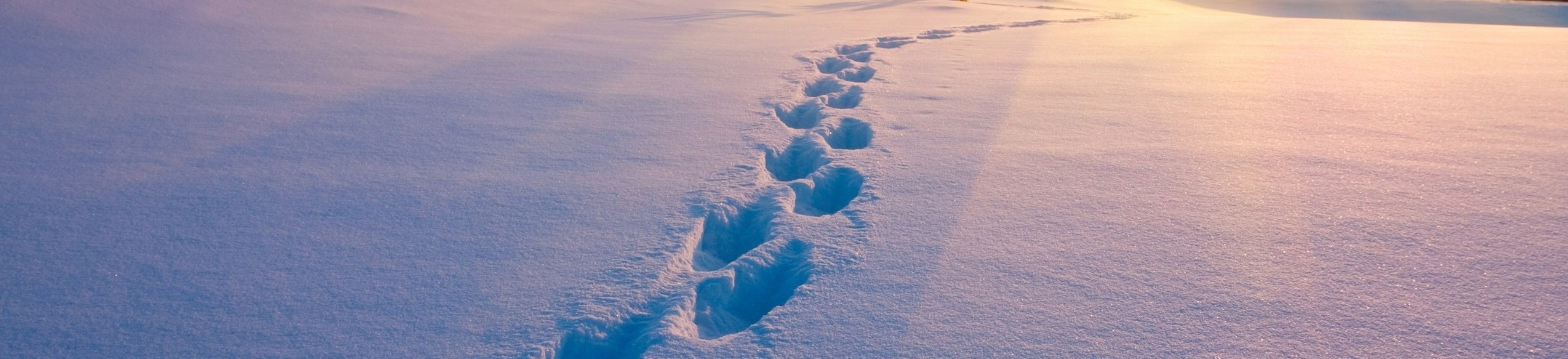 Footprints in Snow 2